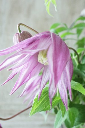 画像7: アトラゲネ系クレマチス "アルピナ クラグサイド" 13.5cmポット