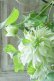 画像6: 八重咲きクレマチス "千の風" 18cmポット