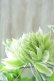 画像4: 八重咲きクレマチス "千の風" 18cmポット