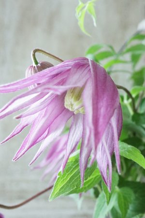 画像6: アトラゲネ系クレマチス "アルピナ クラグサイド" 13.5cmポット