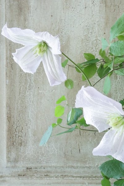 Clematis - Jardin de Violettes (Page 7)