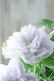 画像7: 八重咲きクレマチス "墨絵" 17cmポット