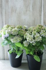 秋色山紫陽花 "伊予獅子てまり ブルー” 14.5cmポット
