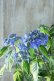 画像3: 山紫陽花 "藍姫錦" 18cmポット