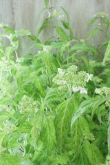 山紫陽花 "散り斑 天城甘茶" 24cmポット