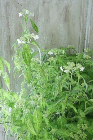 画像10: 山紫陽花 "散り斑 天城甘茶" 24cmポット