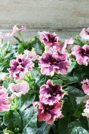 画像3: ビンカ "モネチュチュ"