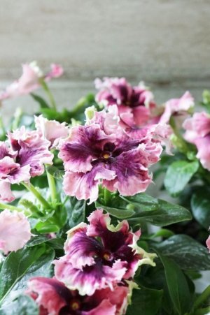 画像5: ビンカ "モネチュチュ"