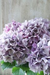 秋色紫陽花 "パープルスレンダー" No.8