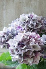 秋色紫陽花 "パープルスレンダー" No.5