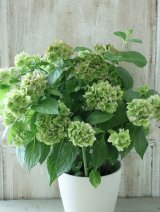 秋色山紫陽花 "伊予獅子てまり” 14.5cmポット
