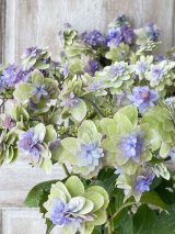 秋色紫陽花 "小菊"