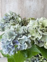 秋色紫陽花 "ふるふる"