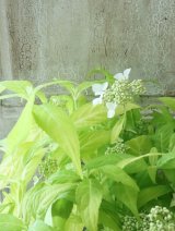 山紫陽花 "黄金駿河" 13cmポット