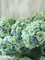 秋色紫陽花 "ポージィーブーケ"