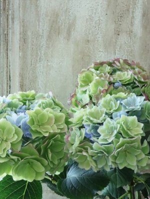 画像3: 秋色紫陽花 "ケイコ" No.3