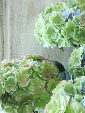 画像4: 秋色紫陽花 "ケイコ" No.3