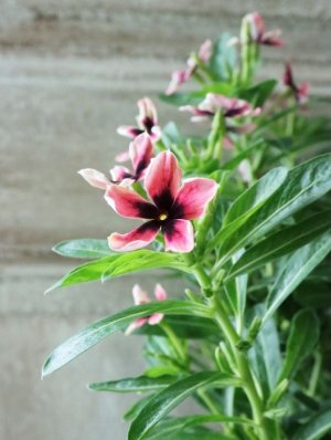 画像4: ビンカ "リトルプリティモネ"