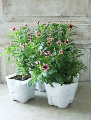 画像7: ビンカ "リトルプリティモネ"