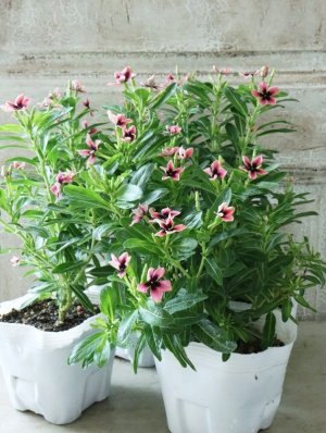 画像8: ビンカ "リトルプリティモネ"