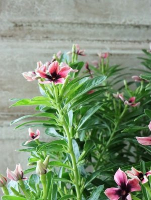 画像6: ビンカ "リトルプリティモネ"