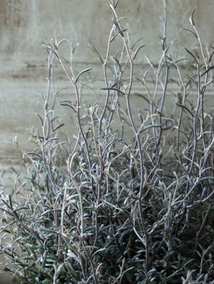 画像5: コロキア "コトネアステル"