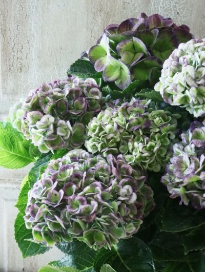 Hydrangea&Autumnal Hydrangea - Jardin de Violettes (Page 3)