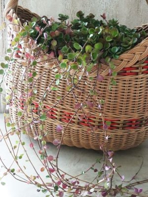 画像3: ロニセラ "リトルハニー"