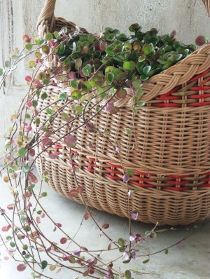 画像8: ロニセラ "リトルハニー"