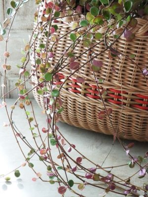 画像10: ロニセラ "リトルハニー"