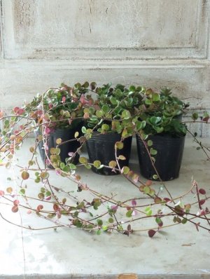 画像11: ロニセラ "リトルハニー"