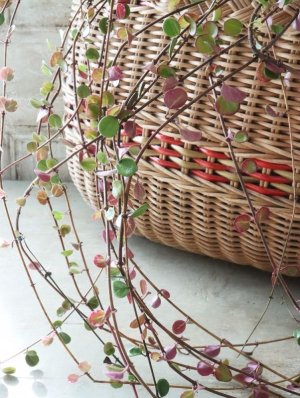 画像9: ロニセラ "リトルハニー"