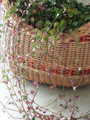 画像4: ロニセラ "リトルハニー"