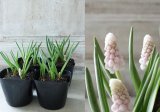 芽出し球根 "ピンクサンライズ"
