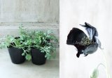 黒花ポピー "Black Magic~ブラック マジック~" 再入荷しました!