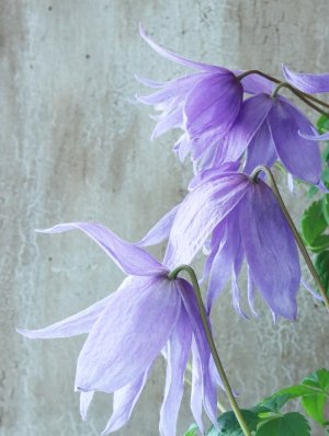 画像7: アトラゲネ系クレマチス "マクロペタラ" 18cmポット