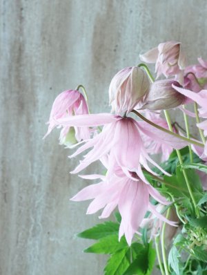 画像10: アトラゲネ系クレマチス "マークハムズピンク" 18cmポット