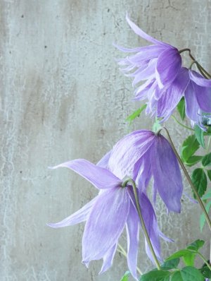 画像6: アトラゲネ系クレマチス "マクロペタラ" 18cmポット