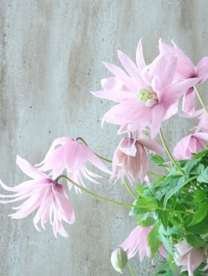 画像5: アトラゲネ系クレマチス "マークハムズピンク" 18cmポット