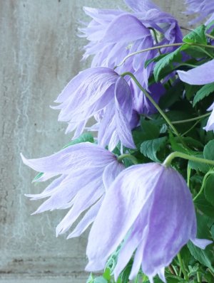 画像3: アトラゲネ系クレマチス "マクロペタラ" 18cmポット