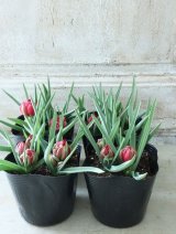 芽出し球根 原種系チューリップ ”テタテート”