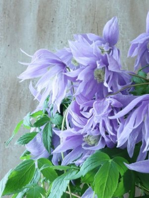 画像4: アトラゲネ系クレマチス "マクロペタラ" 18cmポット