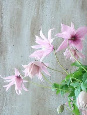 画像4: アトラゲネ系クレマチス "マークハムズピンク" 18cmポット