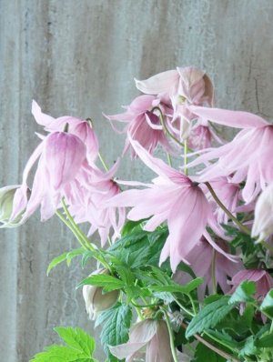 画像12: アトラゲネ系クレマチス "マークハムズピンク" 18cmポット