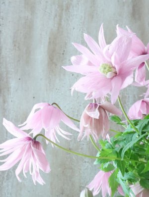 画像6: アトラゲネ系クレマチス "マークハムズピンク" 18cmポット