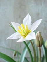 芽出し球根 原種系チューリップ ”ヒルデ”