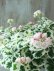 画像8: 八重咲きゼラニウム "アップルブロッサム ホワイトウエディング" 17cmポット