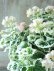 画像5: 八重咲きゼラニウム "アップルブロッサム ホワイトウエディング" 17cmポット
