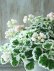 画像6: 八重咲きゼラニウム "アップルブロッサム ホワイトウエディング" 17cmポット