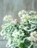 画像3: 八重咲きゼラニウム "アップルブロッサム ホワイトウエディング" 17cmポット